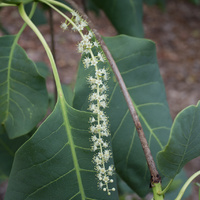 Terminalia ferdinandiana